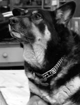 The Dog